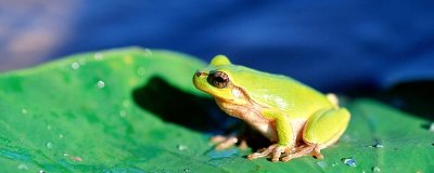 ​埃及十灾是什么