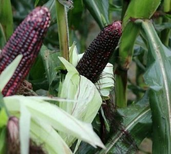 ​玉米靠什么传播种子,玉米是靠什么传播种子的