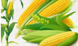 玉米靠什么传播种子,玉米是靠什么传播种子的图3