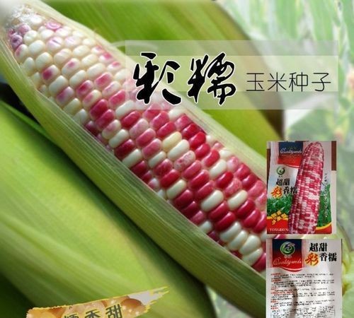 玉米是通过什么传播种子的