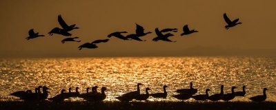 ​大雁南飞的寓意是什么