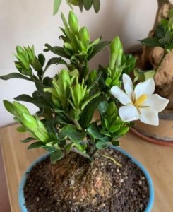 ​栀子花买回来几天就蔫了怎么办（新买栀子花打蔫怎么补救）