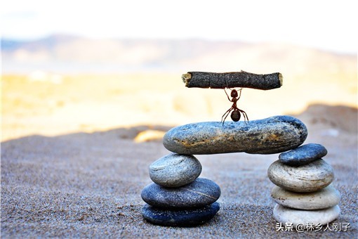 蚂蚁药什么牌子效果最好（8种农药效果最好可彻底杀死）