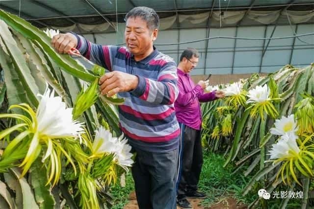 霸王花就是火龙果花吗-（霸王花是火龙果的花吗）