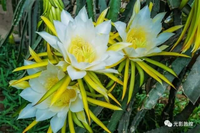 霸王花就是火龙果花吗-（霸王花是火龙果的花吗）