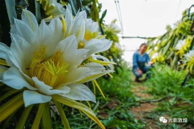 霸王花就是火龙果花吗-（霸王花是火龙果的花吗）