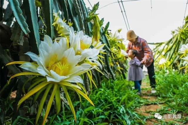 霸王花就是火龙果花吗-（霸王花是火龙果的花吗）