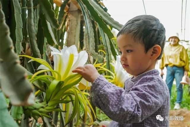 霸王花就是火龙果花吗-（霸王花是火龙果的花吗）
