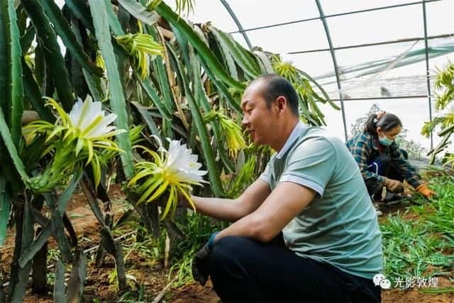 霸王花就是火龙果花吗-（霸王花是火龙果的花吗）