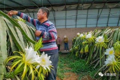 ​霸王花就是火龙果花吗-（霸王花是火龙果的花吗）