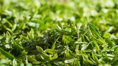 ​谷雨茶是什么茶 是绿茶吗