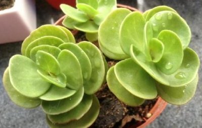 ​金钱木怎么养殖？金钱木的简介