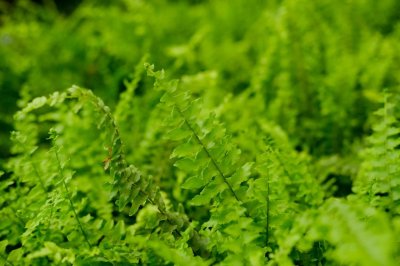 ​波斯顿蕨怎么施肥