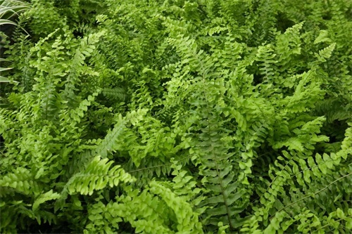波斯顿蕨 波斯顿蕨