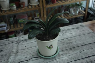 ​通过叶片辨别君子兰优劣的方法