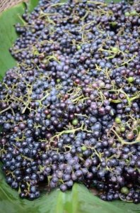 ​做葡萄酒葡萄酒做法(葡萄酒与葡萄酒工程就业前景)