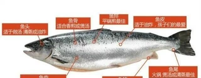 三文鱼什么部位最好吃