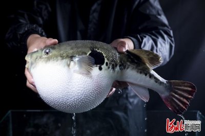 河豚养殖方法(关于河豚的养殖方法)