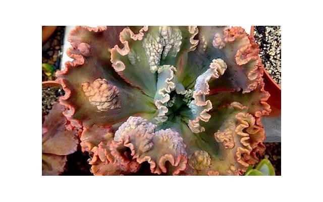 关于爱情的说说