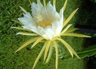 ​如何种植火龙果苗才结果多