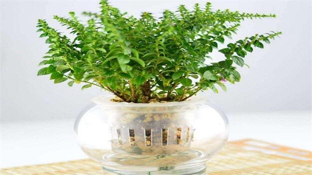 满天星放水里还是干放（图）(图1)