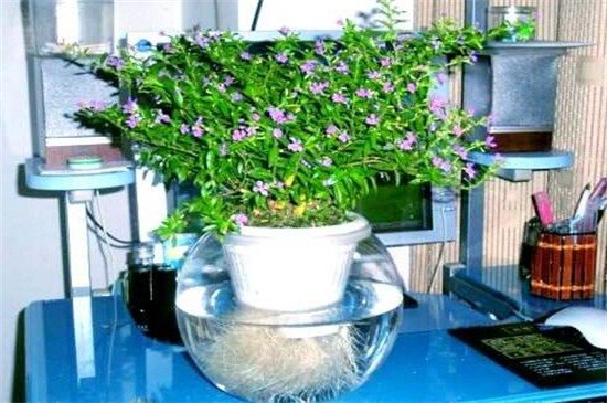 满天星放水里还是干放（图）(图2)