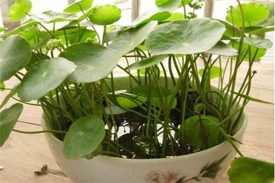 满天星放水里还是干放（图）(图3)