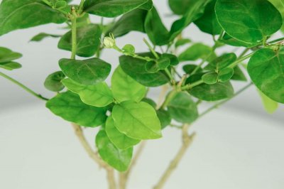 ​“茉莉”秋冬这么养，过完年绿芽发不断，开花满园香！