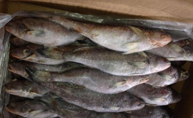 这种鱼形似鲈鱼,价格却高出许多,肉质细嫩被誉为鱼中珍品