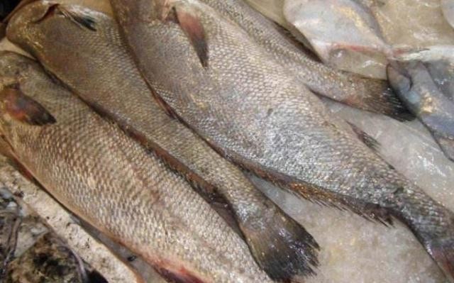 这种鱼形似鲈鱼,价格却高出许多,肉质细嫩被誉为鱼中珍品