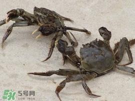 五月份有河蟹吗？五月份河蟹有黄吗？