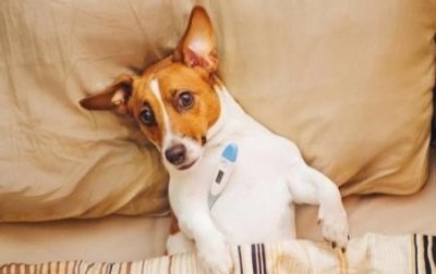 ​如何挑选格力犬？这些方法很全面 格力犬怎么挑选脾气大的幼犬狗狗