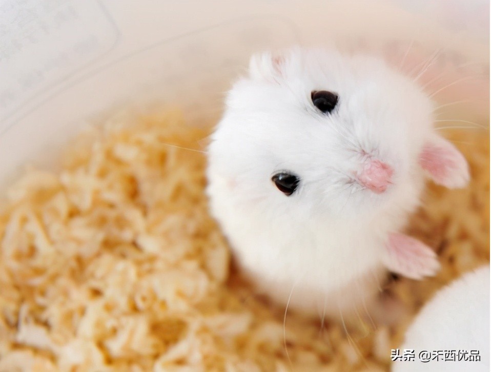 仓鼠能吃草莓吗饮食有什么要求（饲养仓鼠的小知识）