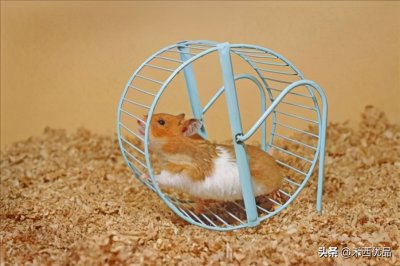 ​仓鼠能吃草莓吗饮食有什么要求（饲养仓鼠的小知识）