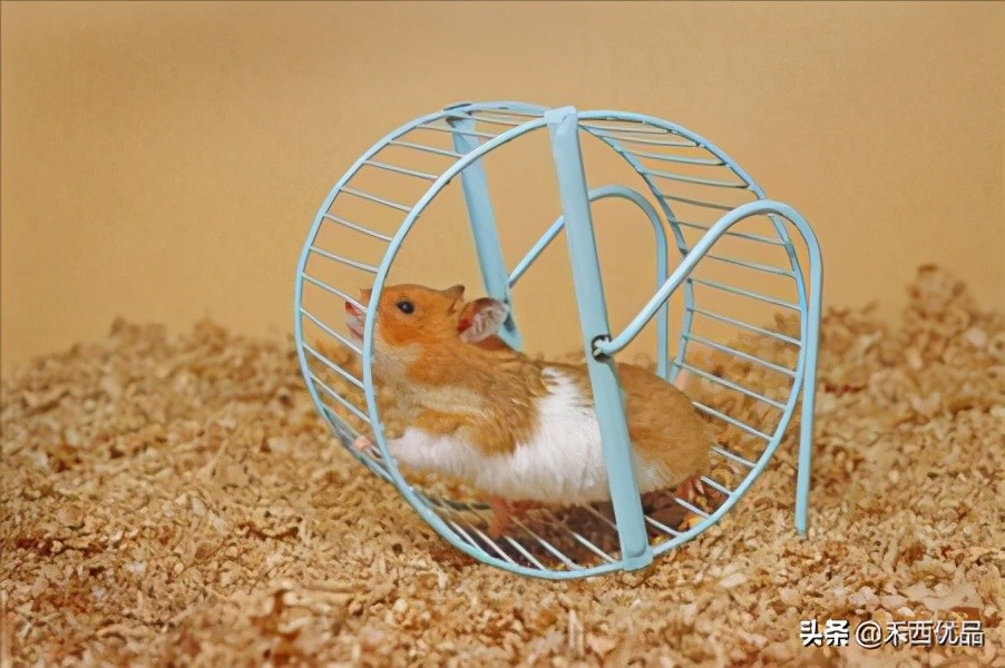 仓鼠能吃草莓吗饮食有什么要求（饲养仓鼠的小知识）