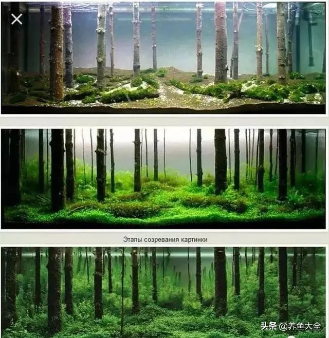 鱼缸造景到底好不好 8款鱼缸造景过程(11)