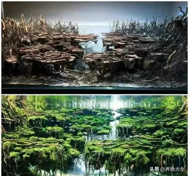 鱼缸造景到底好不好 8款鱼缸造景过程(7)