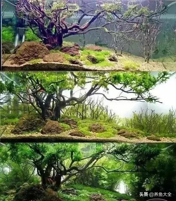 鱼缸造景到底好不好 8款鱼缸造景过程(8)