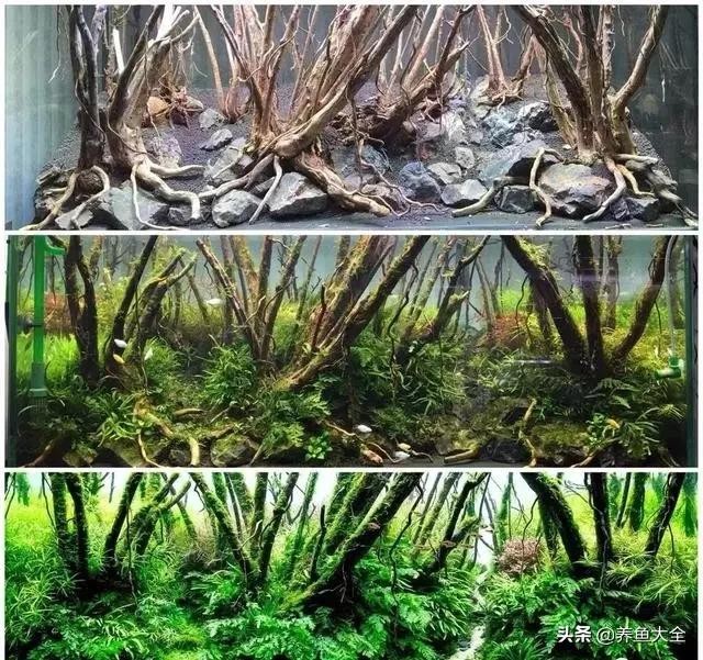 鱼缸造景到底好不好 8款鱼缸造景过程(2)