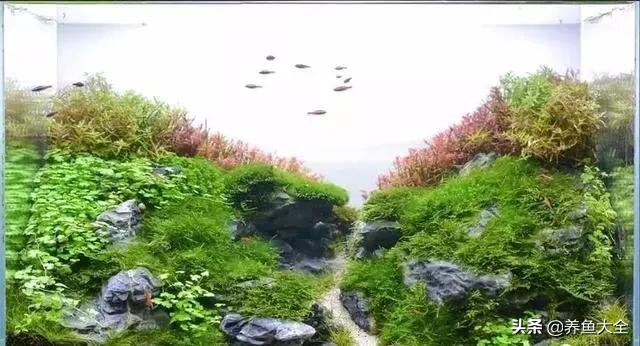 鱼缸造景到底好不好 8款鱼缸造景过程(4)