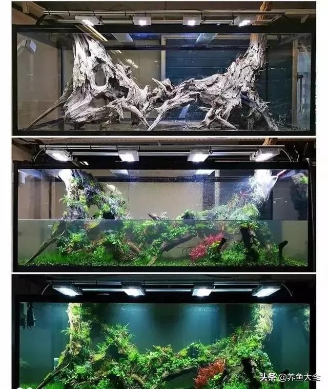 鱼缸造景到底好不好 8款鱼缸造景过程(1)