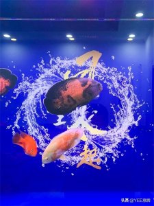 ​新手第一次养鱼需要注意哪些？养鱼建议20条