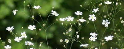 ​垂吊满天星的种植方法（图）