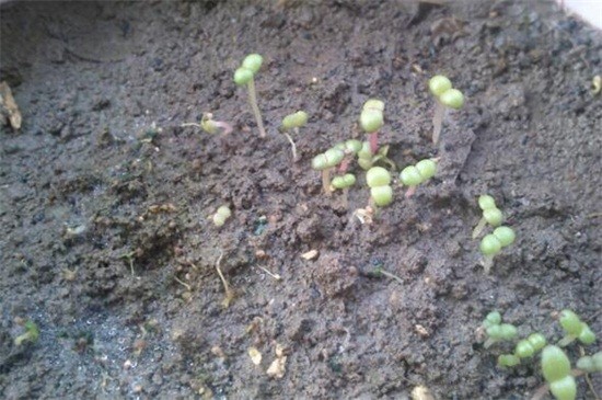 垂吊满天星的种植方法（图）(图2)