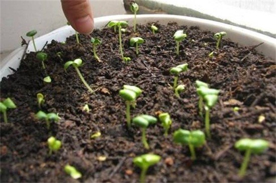 垂吊满天星的种植方法（图）(图3)