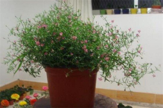 雪茄花和满天星的区别（图）(图2)