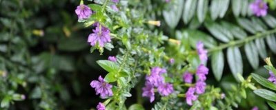 ​雪茄花和满天星的区别（图）