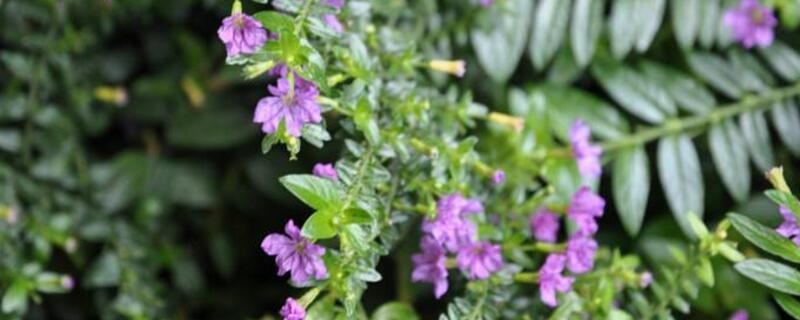 雪茄花和满天星的区别（图）(图1)