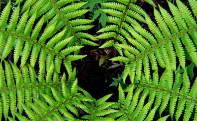 ​蕨类植物的特点 蕨类植物的观赏价值