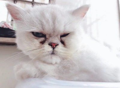 ​猫咪为什么泪痕严重 ？真相来了